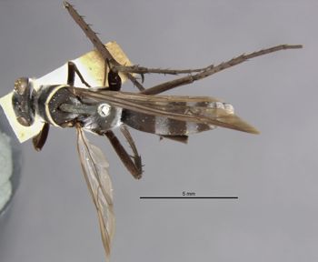 Media type: image;   Entomology 10017 Aspect: habitus dorsal view